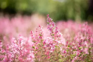 Syringa 'Bloomerang? Pink Perfume' - P9 - image 5