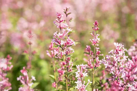 Syringa 'Bloomerang? Pink Perfume' - 60-80 CM C12 - image 3