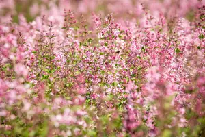 Syringa 'Bloomerang? Pink Perfume' - 90 CM STEM C25 - image 4