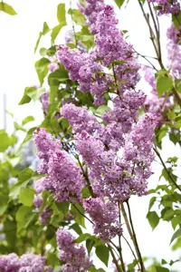 Syringa chinensis