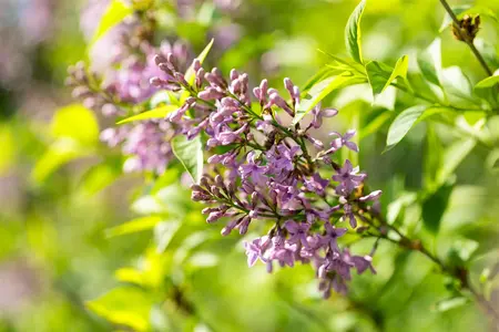 Syringa chinensis 'Saugeana' - 3 Ltr pot - image 2