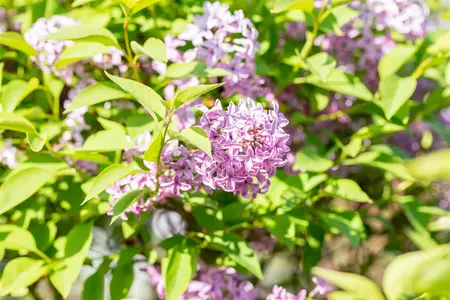 Syringa chinensis 'Saugeana' - 3 Ltr pot - image 4