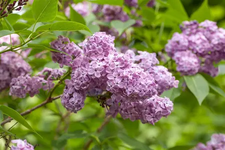 Syringa chinensis 'Saugeana' - 80-100 CM C5 - image 1