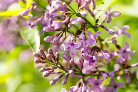 Syringa chinensis 'Saugeana' - 80-100 CM C5 - image 3