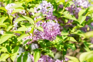 Syringa chinensis 'Saugeana' - 80-100 CM C5 - image 4