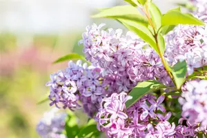 Syringa chinensis 'Saugeana' - 80-100 CM C5 - image 5