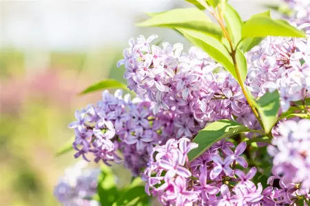 Syringa chinensis 'Saugeana' - 60-80 CM RB - image 4