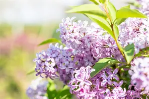 Syringa chinensis 'Saugeana' - 60-80 CM RB - image 4