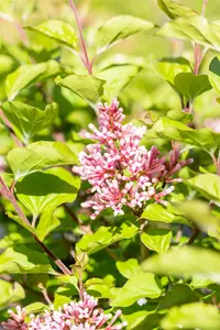 Syringa 'Flowerfest Pink'?