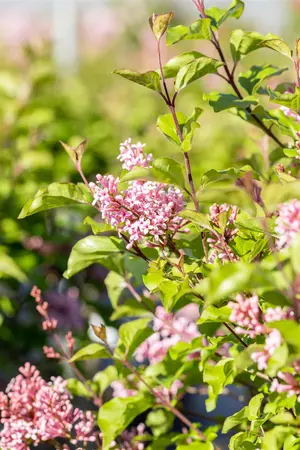 Syringa 'Flowerfest Pink'? - 2.5 Ltr pot - image 4