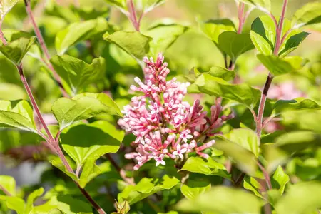 Syringa 'Flowerfest Pink'? - 2.5 Ltr pot - image 2