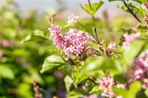 Syringa 'Flowerfest Pink'? - 2.5 Ltr pot - image 3