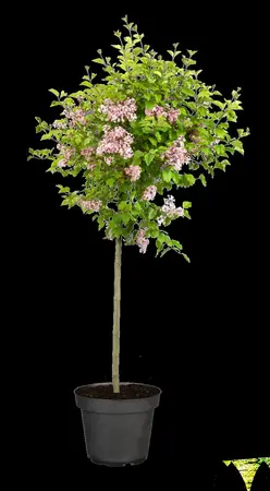 Syringa 'Flowerfest Pink'? - 2.5 Ltr pot - image 5