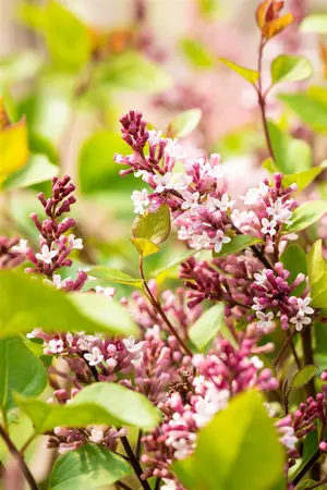 Syringa 'Flowerfest Purple'? - 80-100 CM C20 - image 2