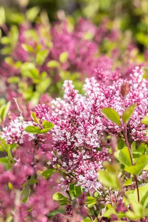 Syringa 'Flowerfest Purple'? - 80-100 CM C20 - image 4
