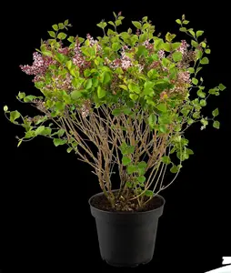 Syringa 'Flowerfest Purple'? - 5 Ltr pot - image 5