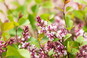 Syringa 'Flowerfest Purple'? - 80-100 CM C20 - image 4
