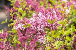 Syringa 'Flowerfest Purple'? - 80-100 CM C20 - image 3