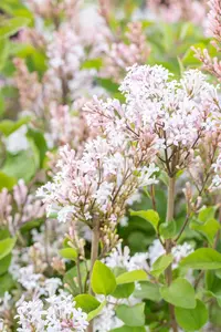 Syringa 'Flowerfest White'? - 80-100 CM C15 - image 3