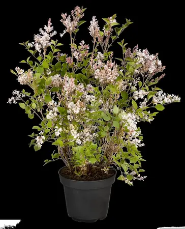Syringa 'Flowerfest White'? - 5 Ltr pot - image 2