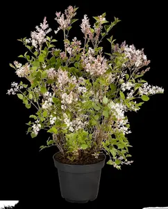 Syringa 'Flowerfest White'? - 5 Ltr pot - image 2