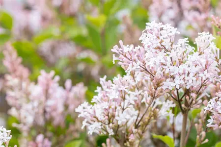 Syringa 'Flowerfest White'? - 80-100 CM C15 - image 2