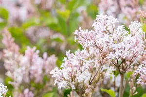 Syringa 'Flowerfest White'? - 80-100 CM C15 - image 2