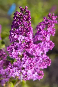 Syringa hyacinthiflora 'Esther Staley'