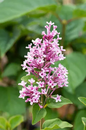 Syringa 'Jos?e' - 10 Ltr pot - image 2