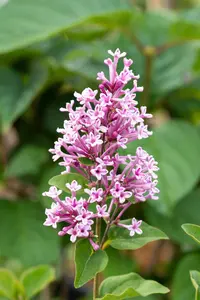 Syringa 'Jos?e' - 10 Ltr pot - image 2