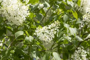 Syringa josiflexa 'Agnes Smith' - 100-125 CM RB