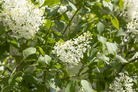 Syringa josiflexa 'Agnes Smith' - SOLITAIR 80-100 CM RB