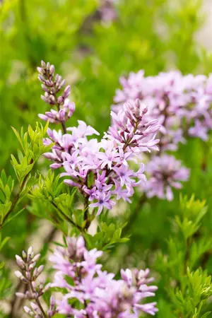 Syringa laciniata - 30-40 CM C10 - image 2