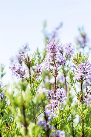 Syringa laciniata - 30-40 CM C10 - image 4