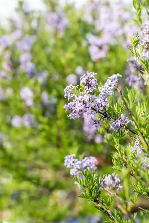 Syringa laciniata - 30-40 CM C10 - image 5