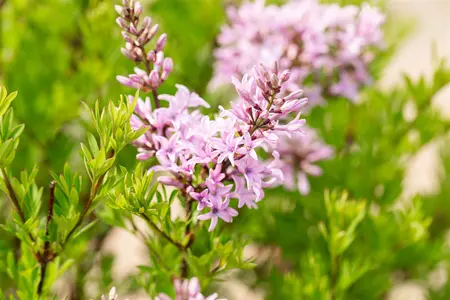 Syringa laciniata - 30-40 CM C10 - image 1