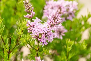 Syringa laciniata