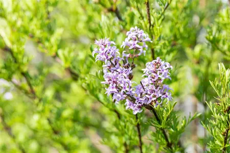 Syringa laciniata - 30-40 CM C3 - image 3