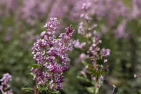 Syringa meyeri - 2 Ltr pot - image 3