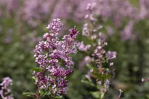 Syringa meyeri - 2 Ltr pot - image 3