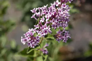 Syringa meyeri - 2 Ltr pot - image 4