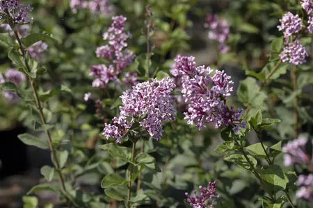 Syringa meyeri - 2 Ltr pot - image 5