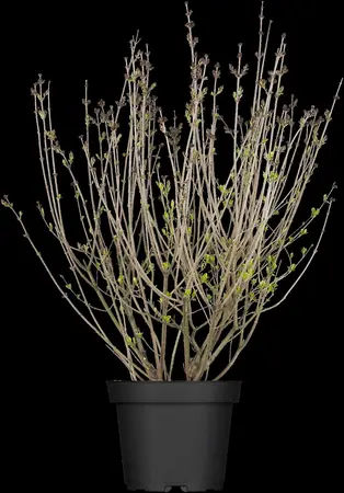 Syringa meyeri 'Palibin' - 25-30 CM C3 - image 4