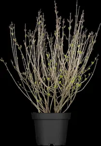 Syringa meyeri 'Palibin' - 25-30 CM C3 - image 4