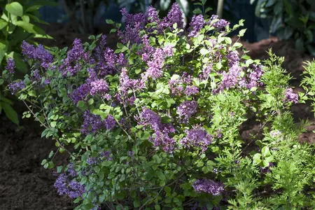 Syringa meyeri 'Palibin' - 20-30 CM C2 - image 2