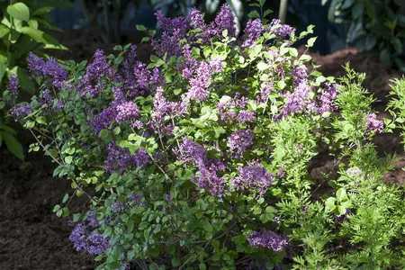 Syringa meyeri 'Palibin' - 120 CM STEM C7.5 - image 1