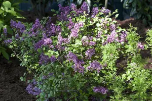 Syringa meyeri 'Palibin' - 120 CM STEM C7.5 - image 1