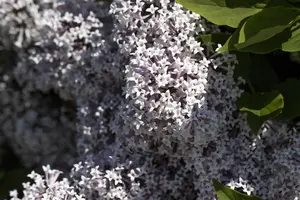 Syringa meyeri 'Palibin' - 120 CM STEM C7.5 - image 4