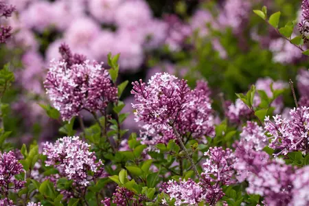 Syringa meyeri 'Palibin' - 120 CM STEM C7.5 - image 5