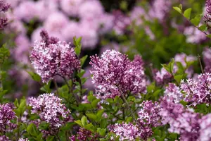 Syringa meyeri 'Palibin' - 120 CM STEM C7.5 - image 5